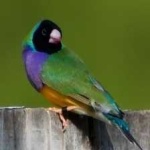 image of bird