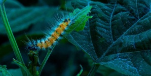 image of animal