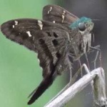 image of animal