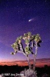 image of joshua_tree