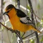 image of bird