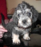 image of dandie_dinmont