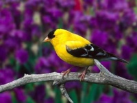 image of finch