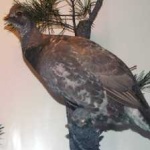 image of bird