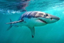 image of shark #16