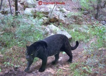image of jaguar_car