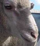 image of animal