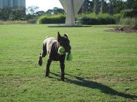 image of doberman