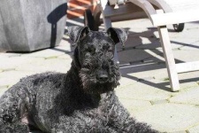 image of kerry_blue_terrier