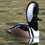 image of bird