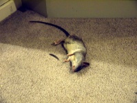 image of animal