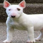 image of bull_terrier #6