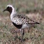 image of bird