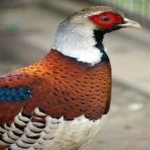 image of bird