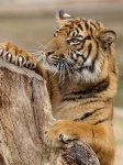 image of tiger