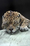 image of jaguar_car