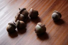 image of acorn