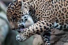 image of jaguar_car
