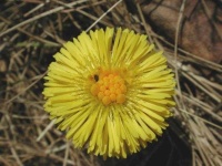 image of flower