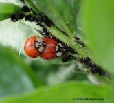 image of ladybugs #30