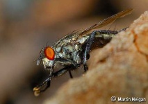 image of fly #25