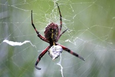 image of black_and_gold_garden_spider #23