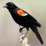 image of bird