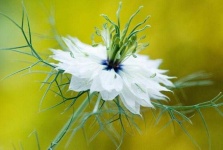 image of flower