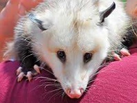 image of possum #55