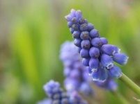 image of grape_hyacinth #24