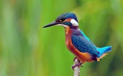 image of kingfisher