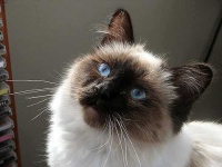image of animal