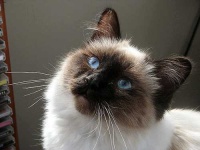 image of birman #16