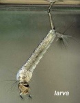 image of mosquito