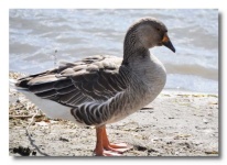 image of animal