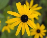image of flower