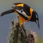 image of bird