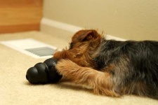 image of norfolk_terrier