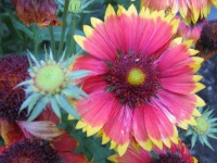image of flower