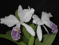 image of flower