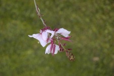 image of flower