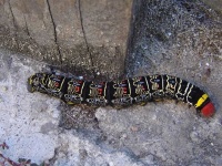 image of animal
