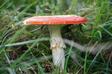 image of agaric