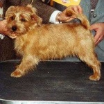 image of norfolk_terrier #29