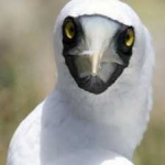 image of bird