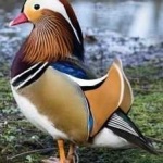 image of bird