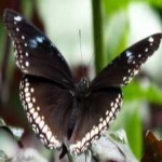 image of eggfly #32