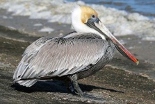 image of animal