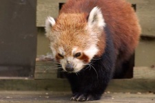 image of animal