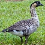 image of bird